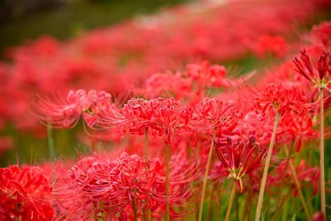 彼岸花花語日本|彼岸花の花言葉とは？赤・白・ピンクなど色別の意味や由来を紹。